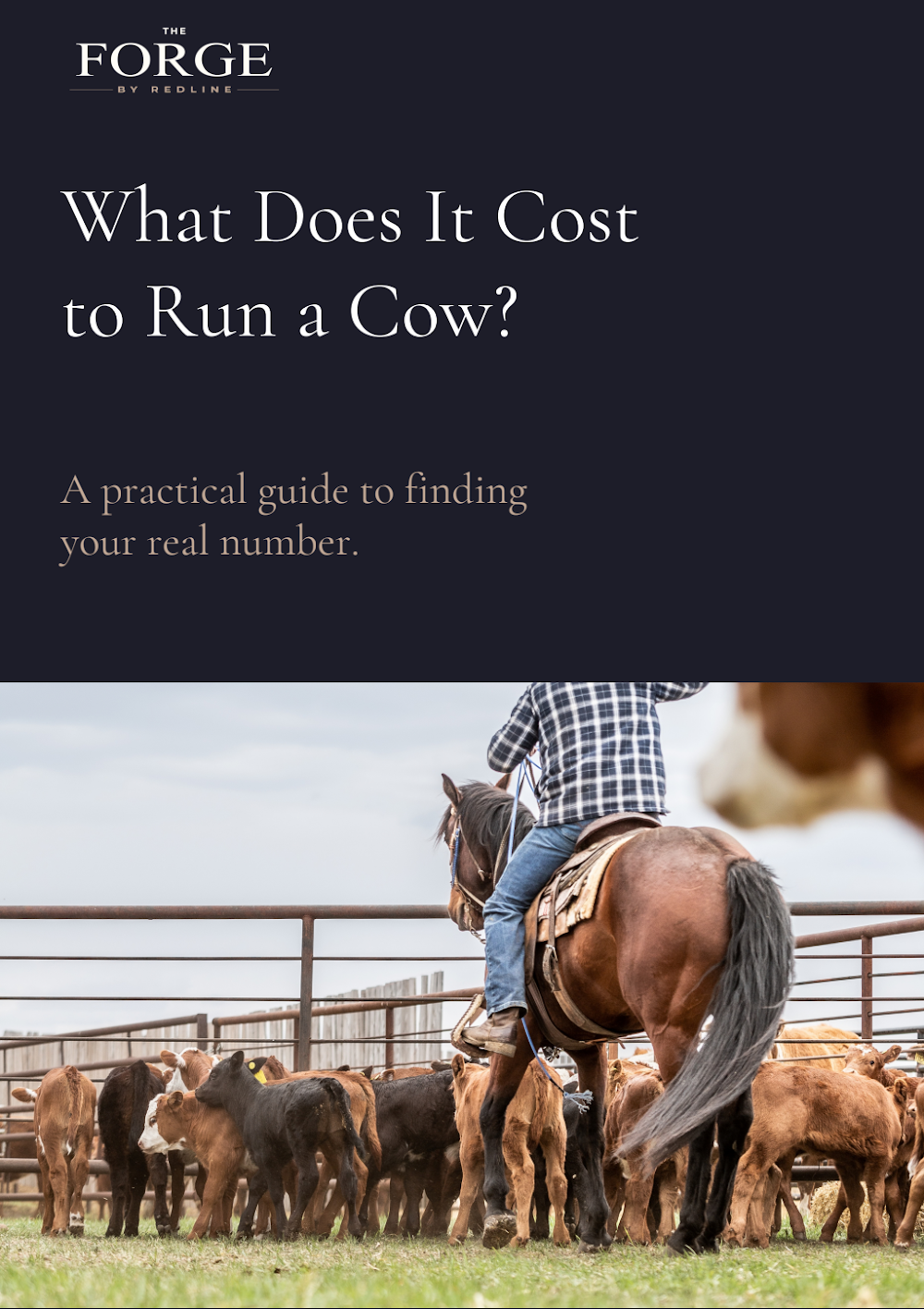 What Does It Cost to Run a Cow? guide cover