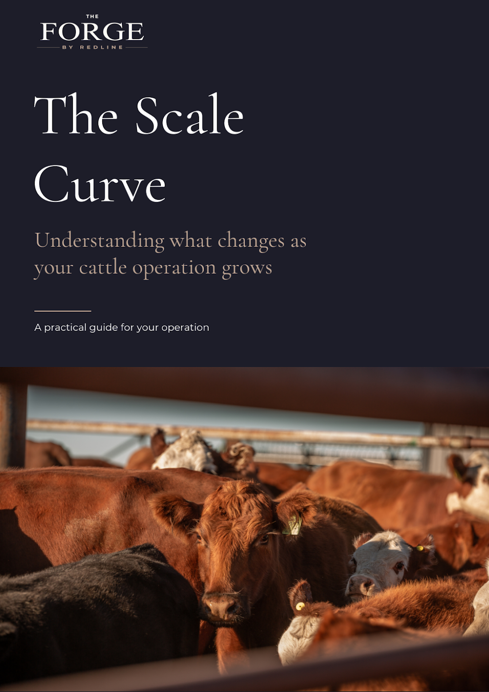 The Scale Curve guide cover
