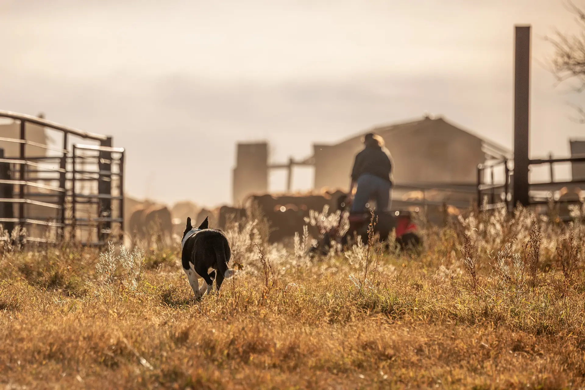 A dog and producer working with cattle in warm evening light at Redline Livestock