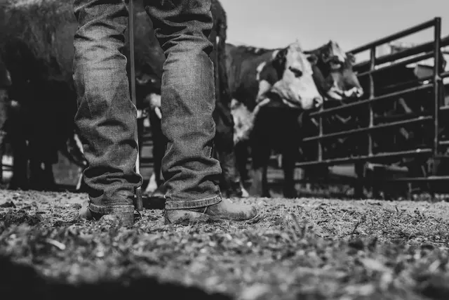 A producer standing beside cattle in a handling pen